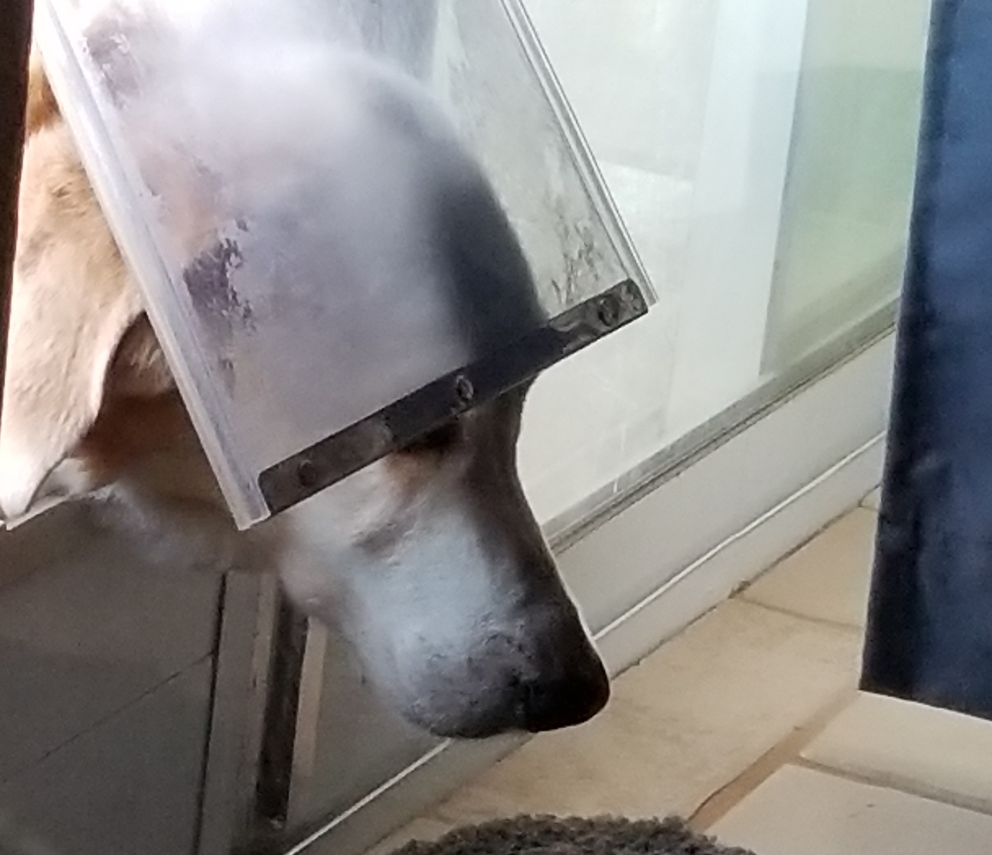 Dog Using the Dog Door!